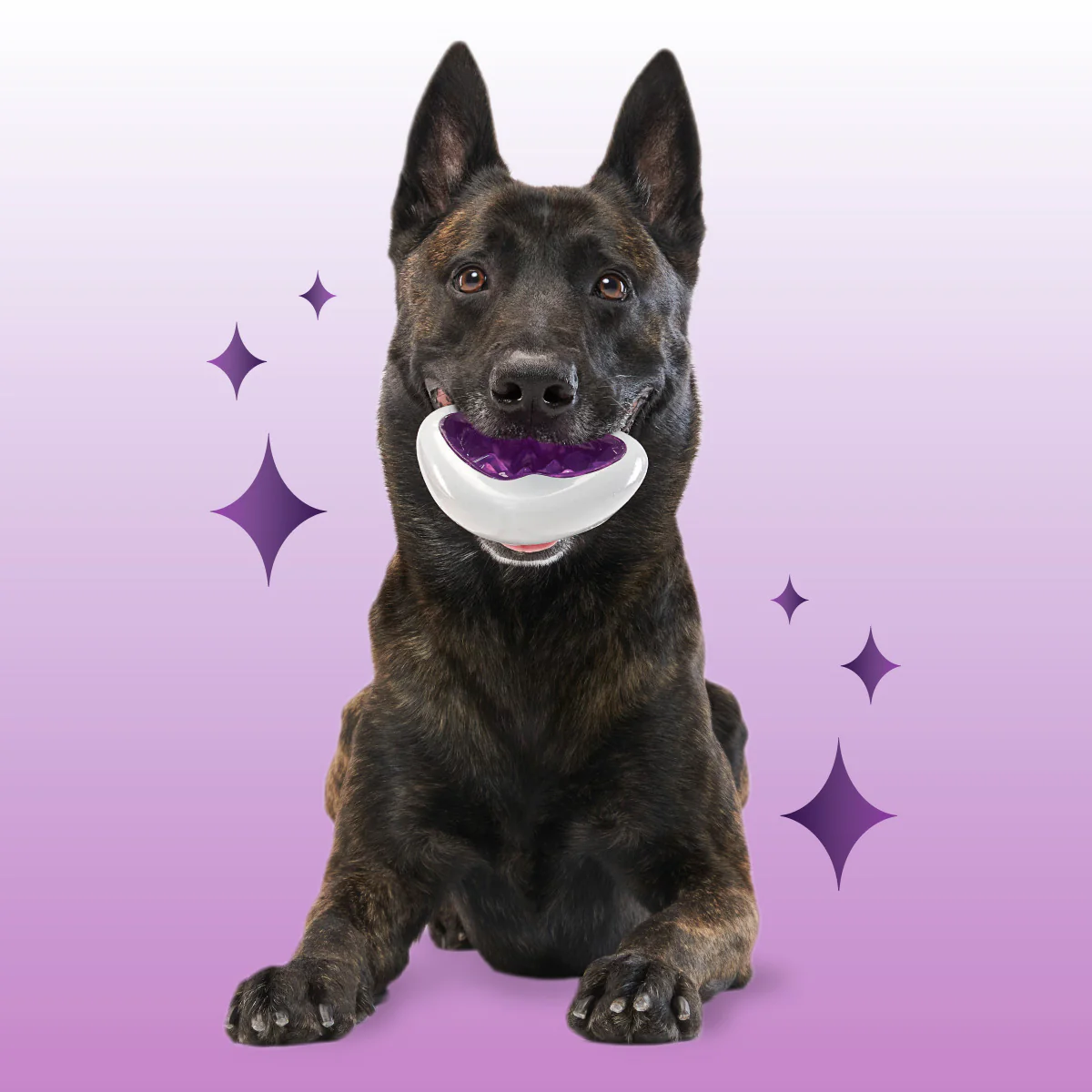 Crystal of the Month Club, Super Chewer Durable Monthly Dog Toys - Image 4