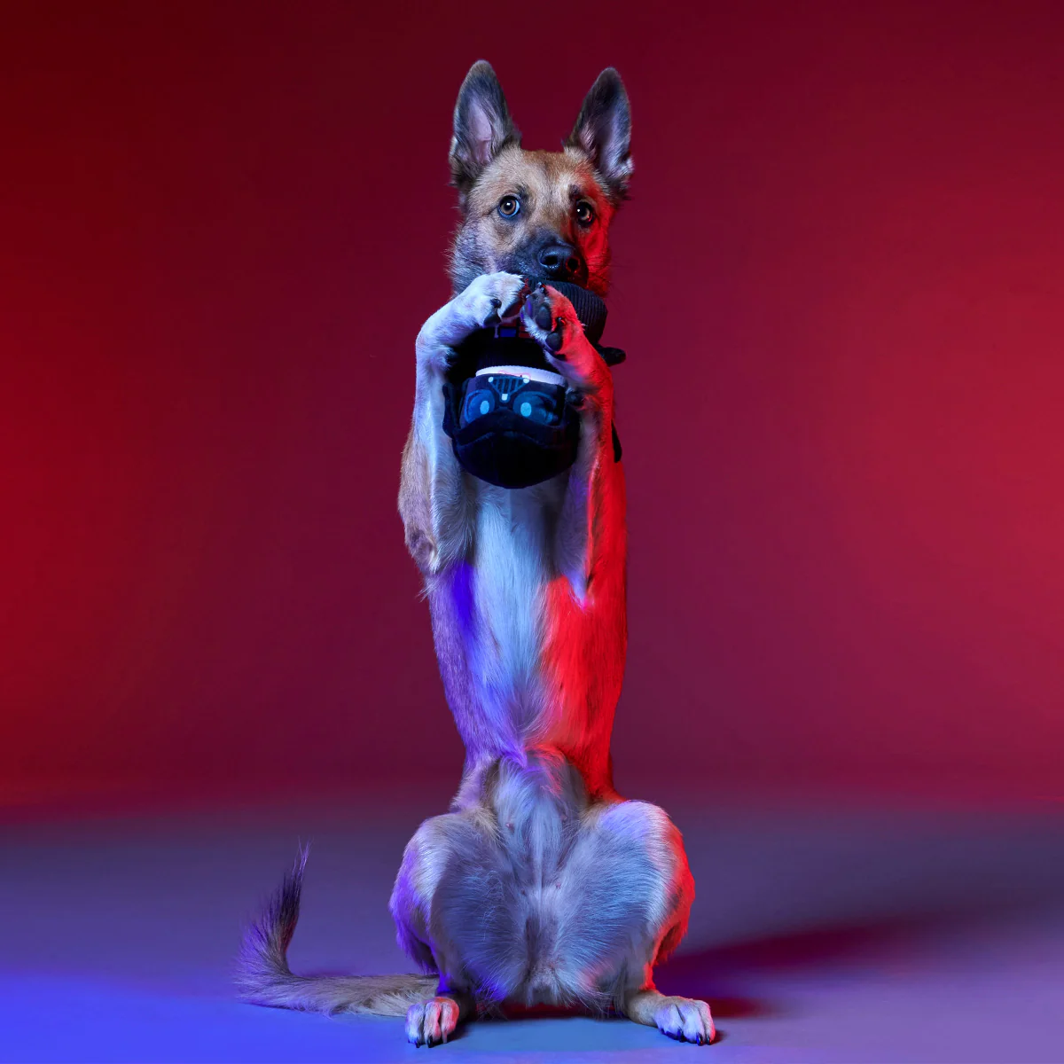Obey Your Master Plush Multi-Part Dog Toy - Image 4