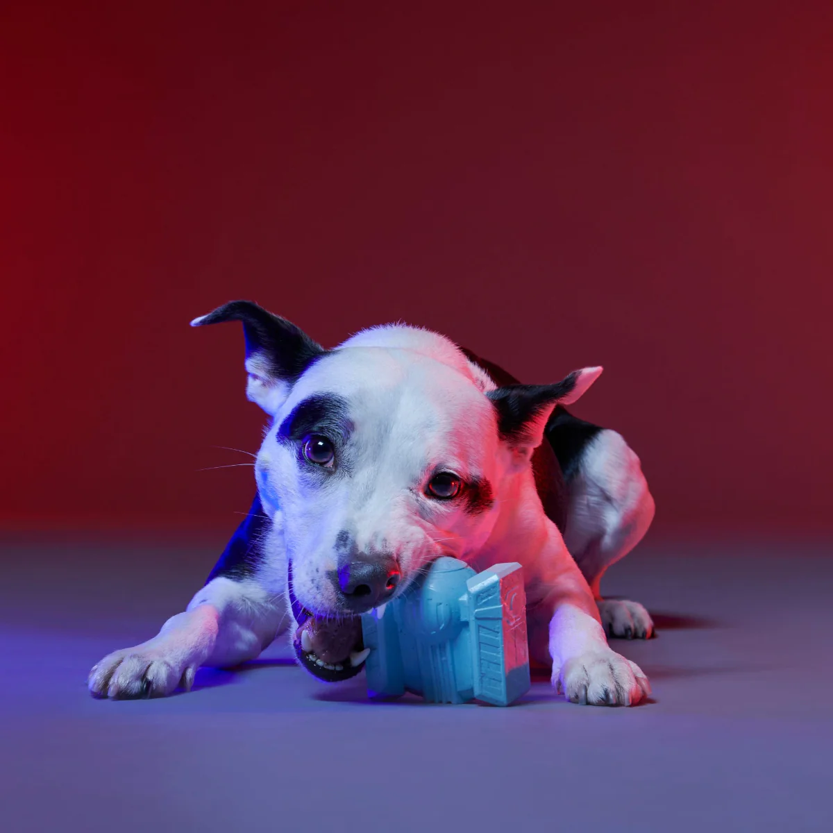TIE Fighter™ Biter Super Chewer Durable Fetch + Gnaw Dog Toy - Image 3
