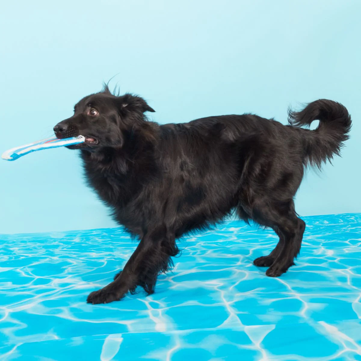 Deep End Disc Plush Fetch Dog Toy - Image 4
