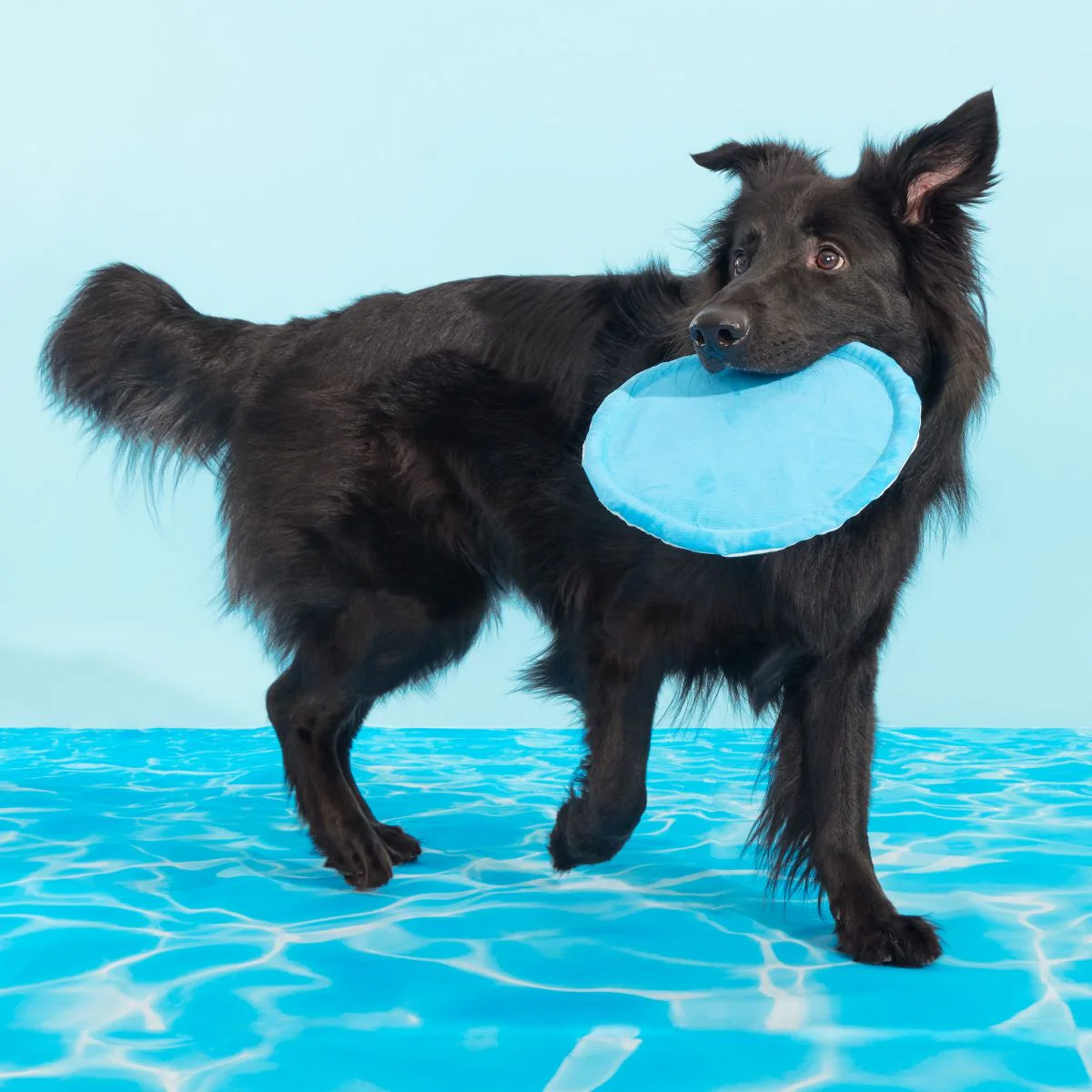 Deep End Disc Plush Fetch Dog Toy - Image 5