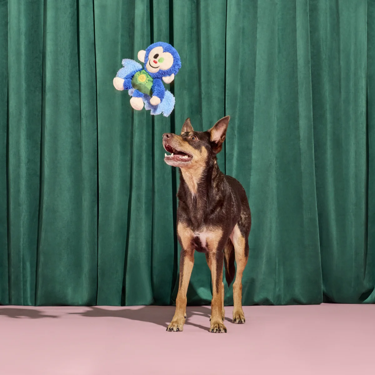 Defying Gravity Chistery Plush Tug Dog Toy - Image 6