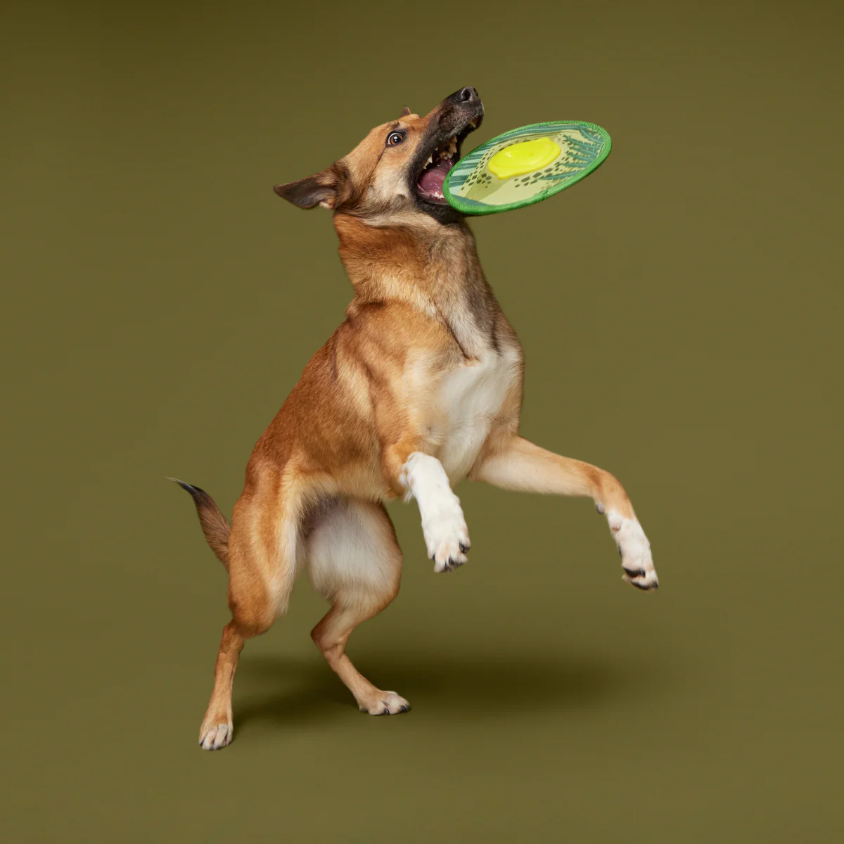 Dino Fling Ring Durable Super Chewer Fetch Dog Toy - Image 3