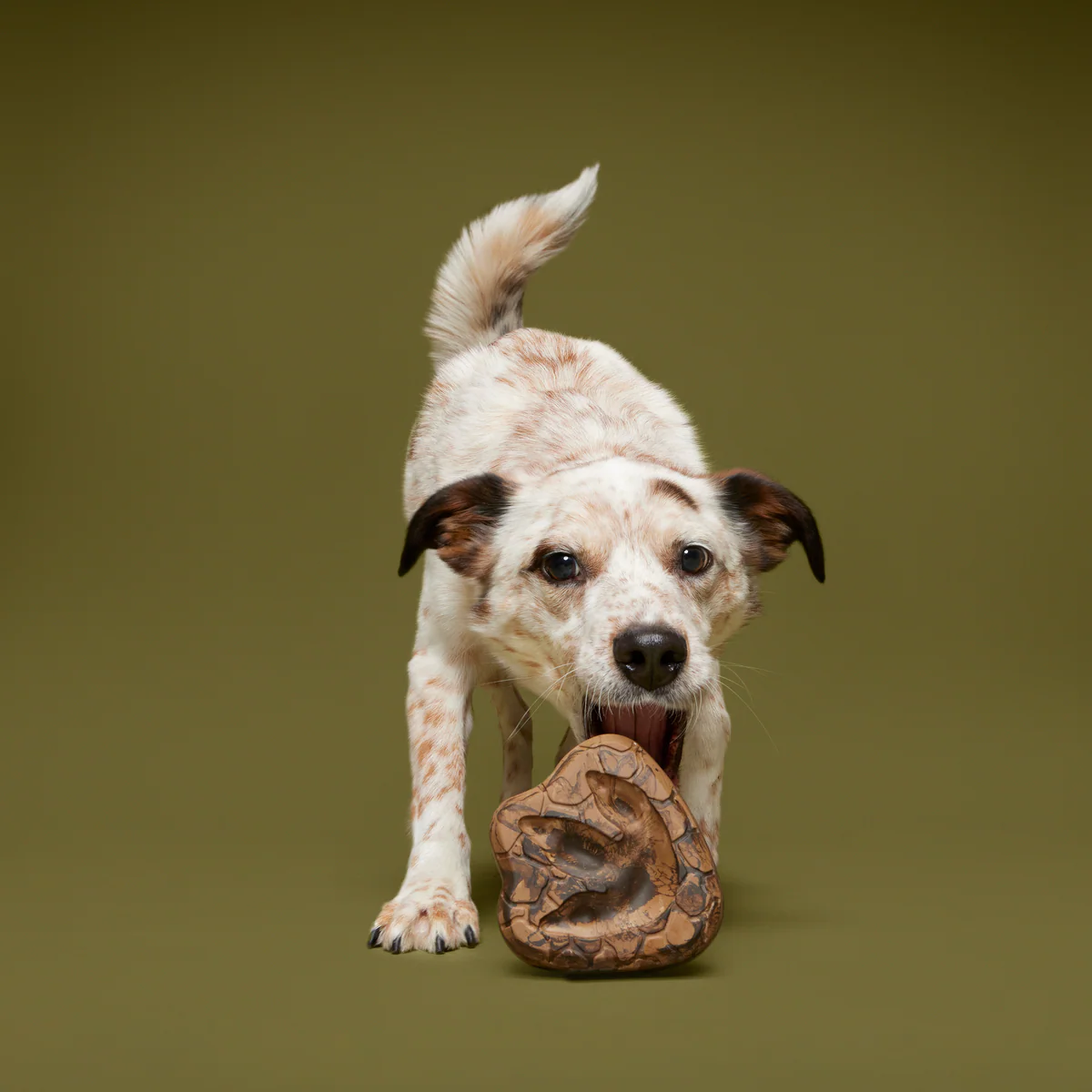 Dino Fossil Chew Durable Super Chewer Enrichment Dog Toy - Image 2