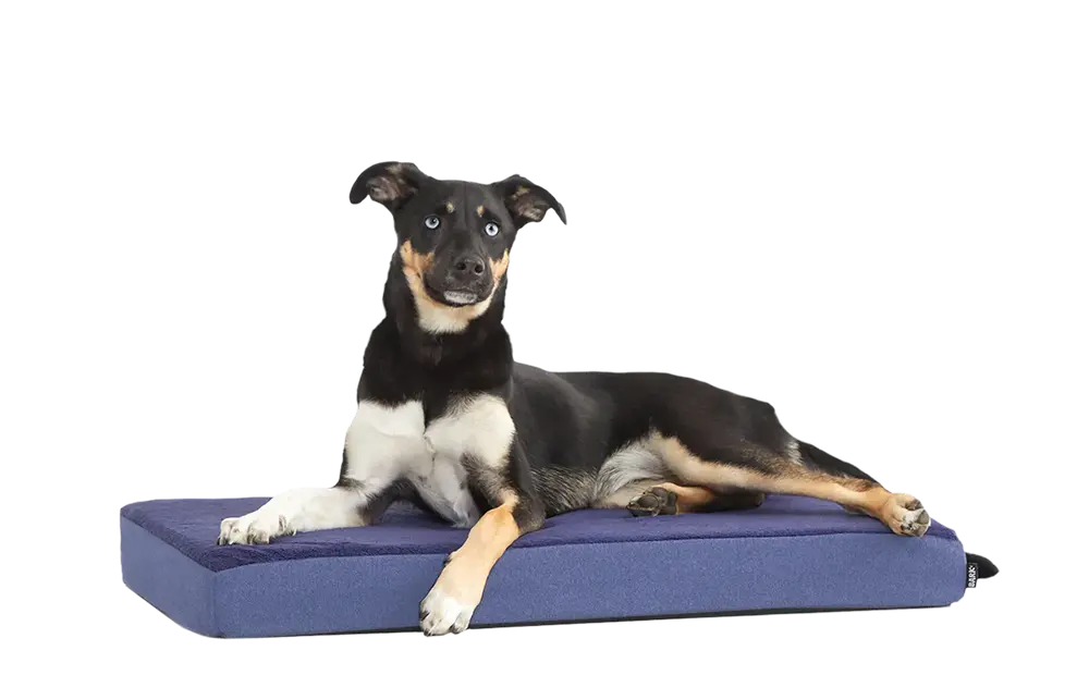 Dog Bed - Image 7
