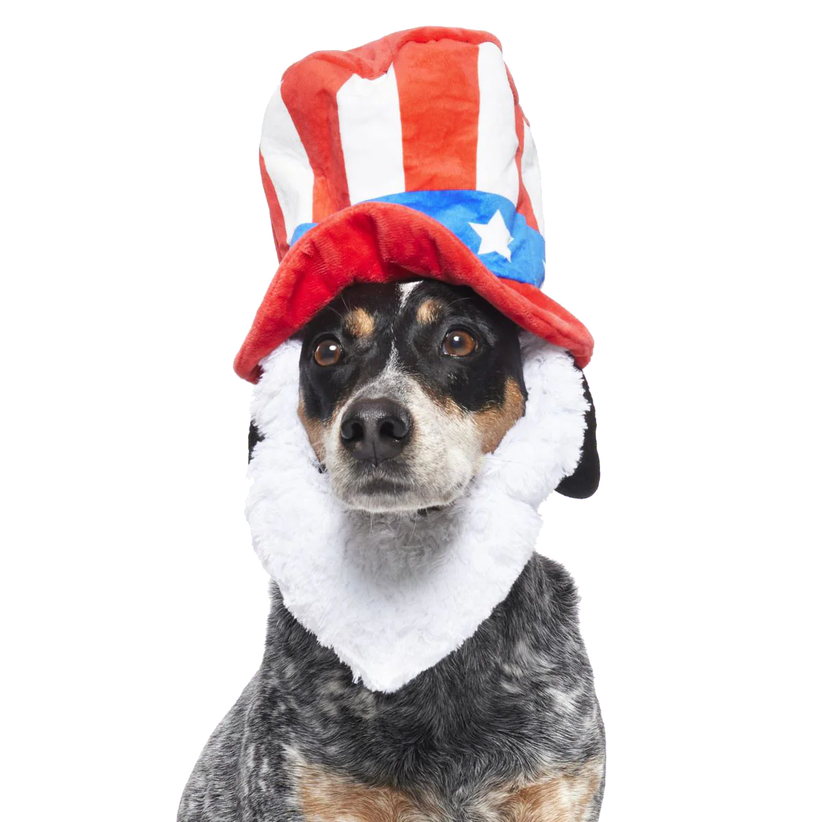 Dog Bless America Plush Wearable Tug Dog Toy