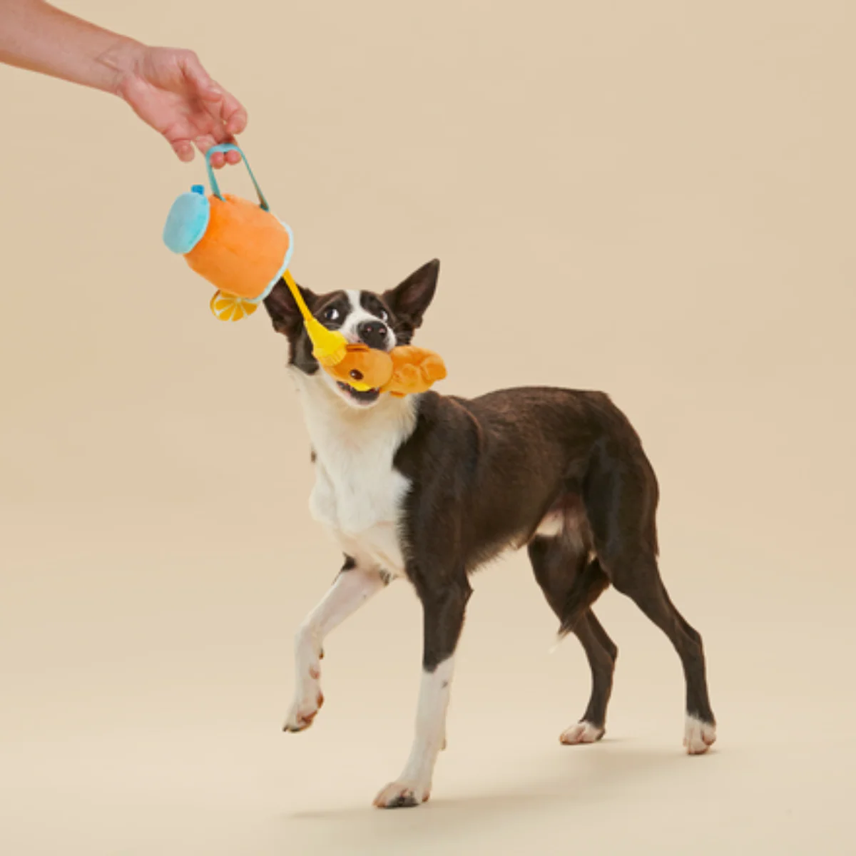 Dog Toddy - Image 4