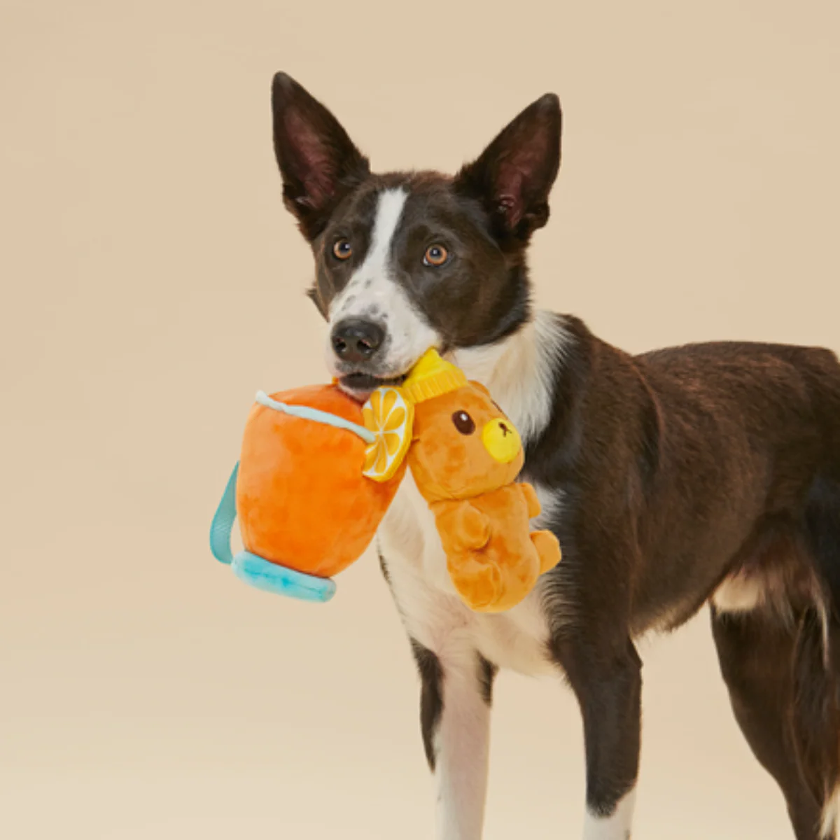 Dog Toddy - Image 5