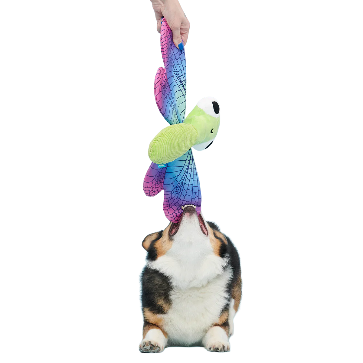 Dragonfly Guy Plush Tug + Extra-Large Dog Toy - Image 3
