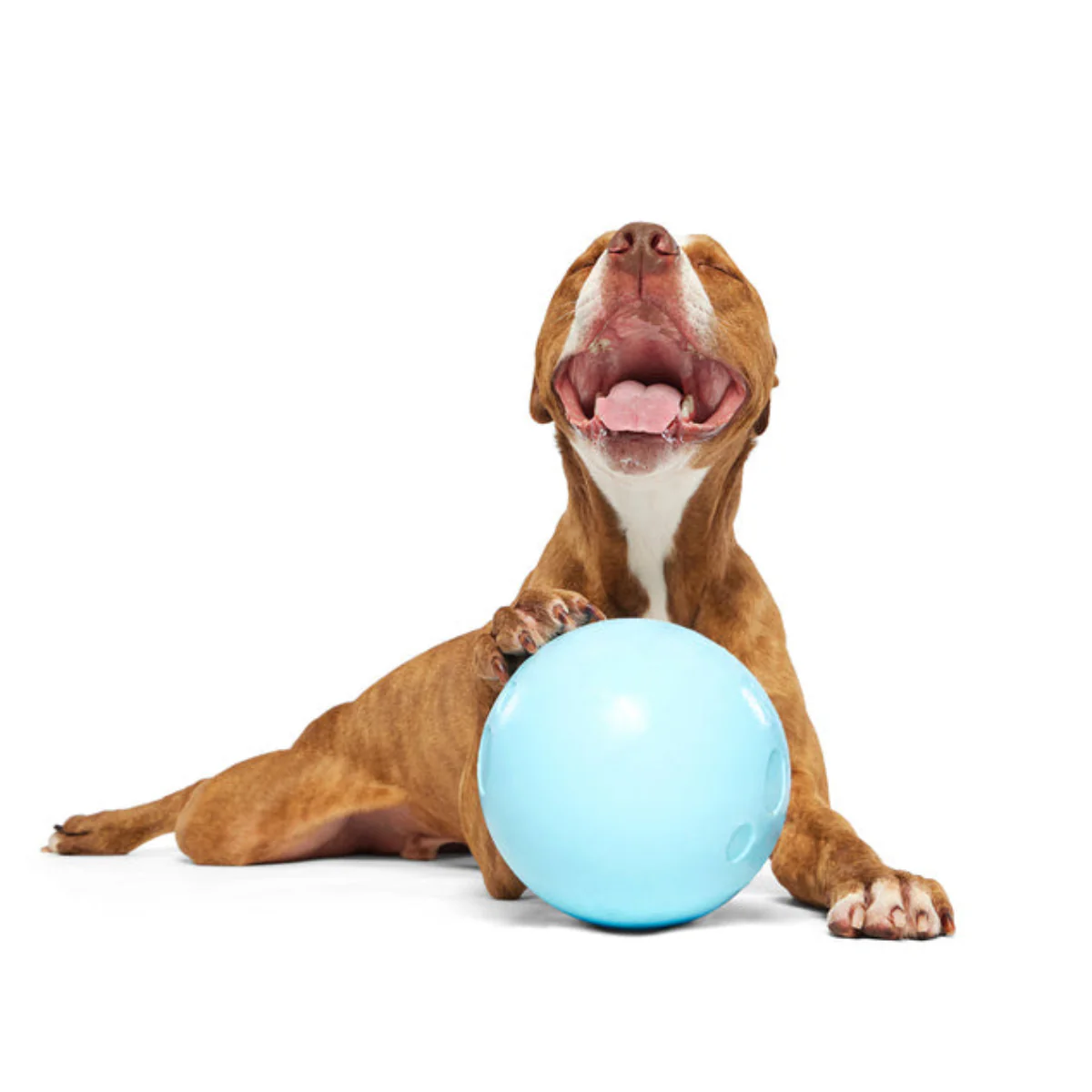 Eggstra Large Easter Egg Durable Super Chewer Fetch + Extra-Large Dog Toy - Image 6