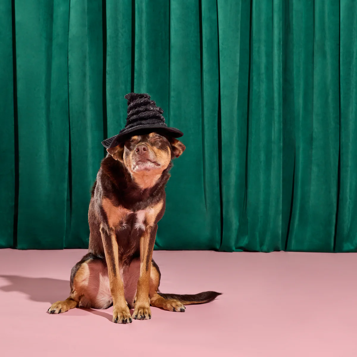 Elphaba's Ozdust Hat Plush 2-in-1 + Fetch Dog Toy - Image 4
