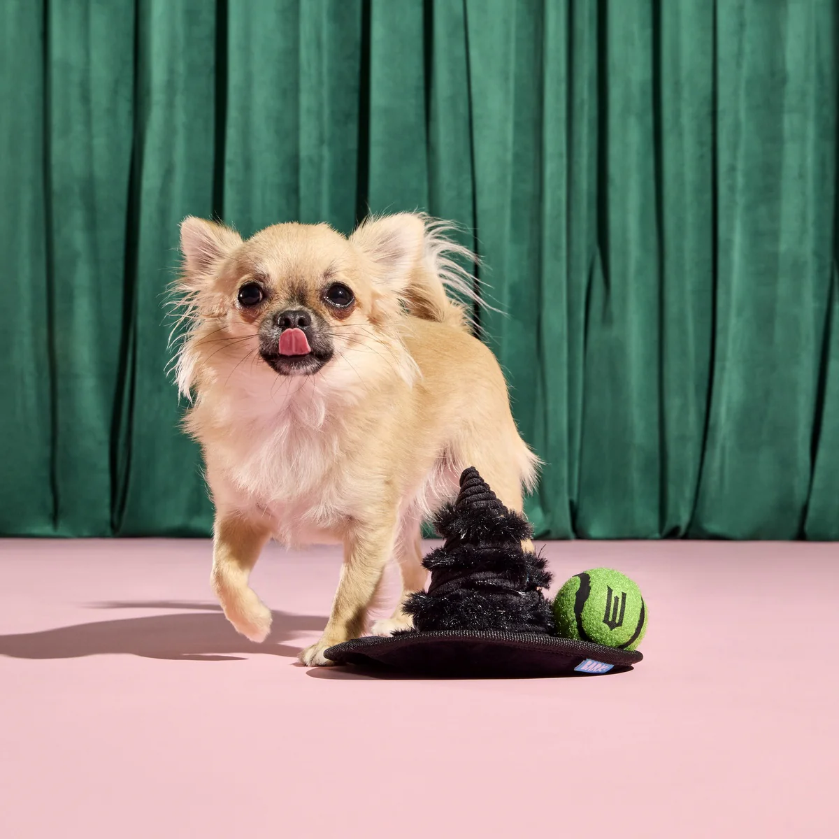 Elphaba's Ozdust Hat Plush 2-in-1 + Fetch Dog Toy - Image 6