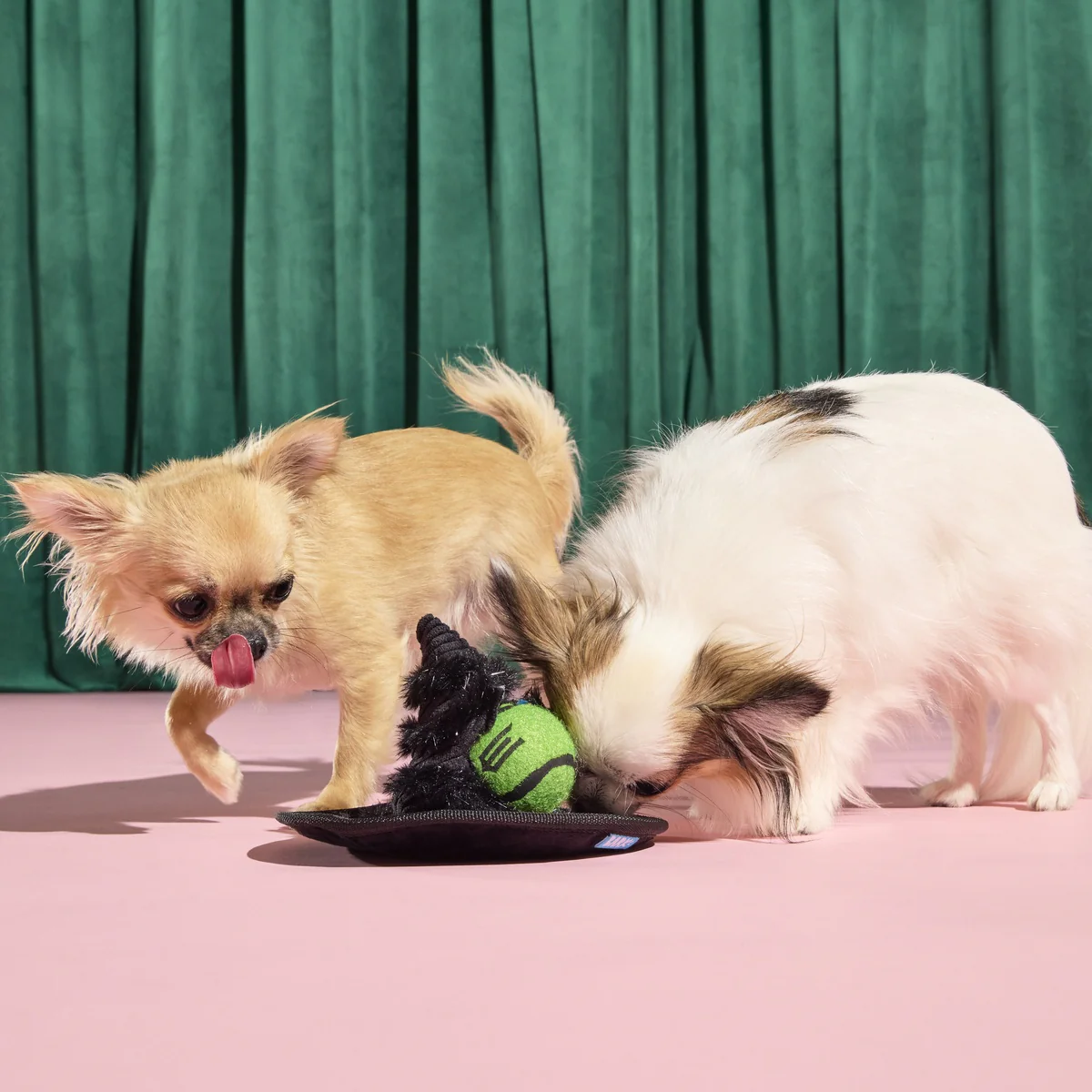 Elphaba's Ozdust Hat Plush 2-in-1 + Fetch Dog Toy - Image 7