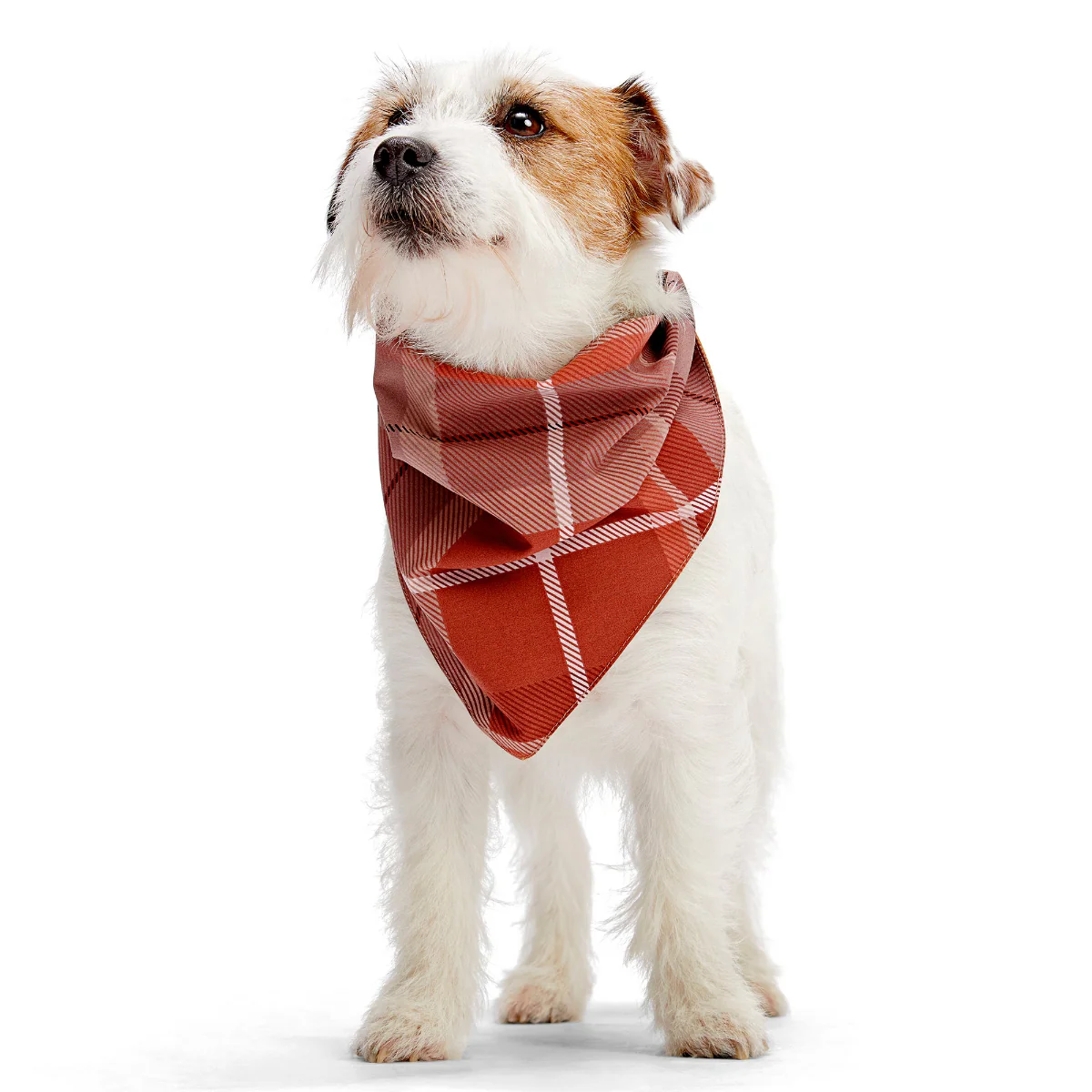 Fall Reversible Dog Bandana - Image 3