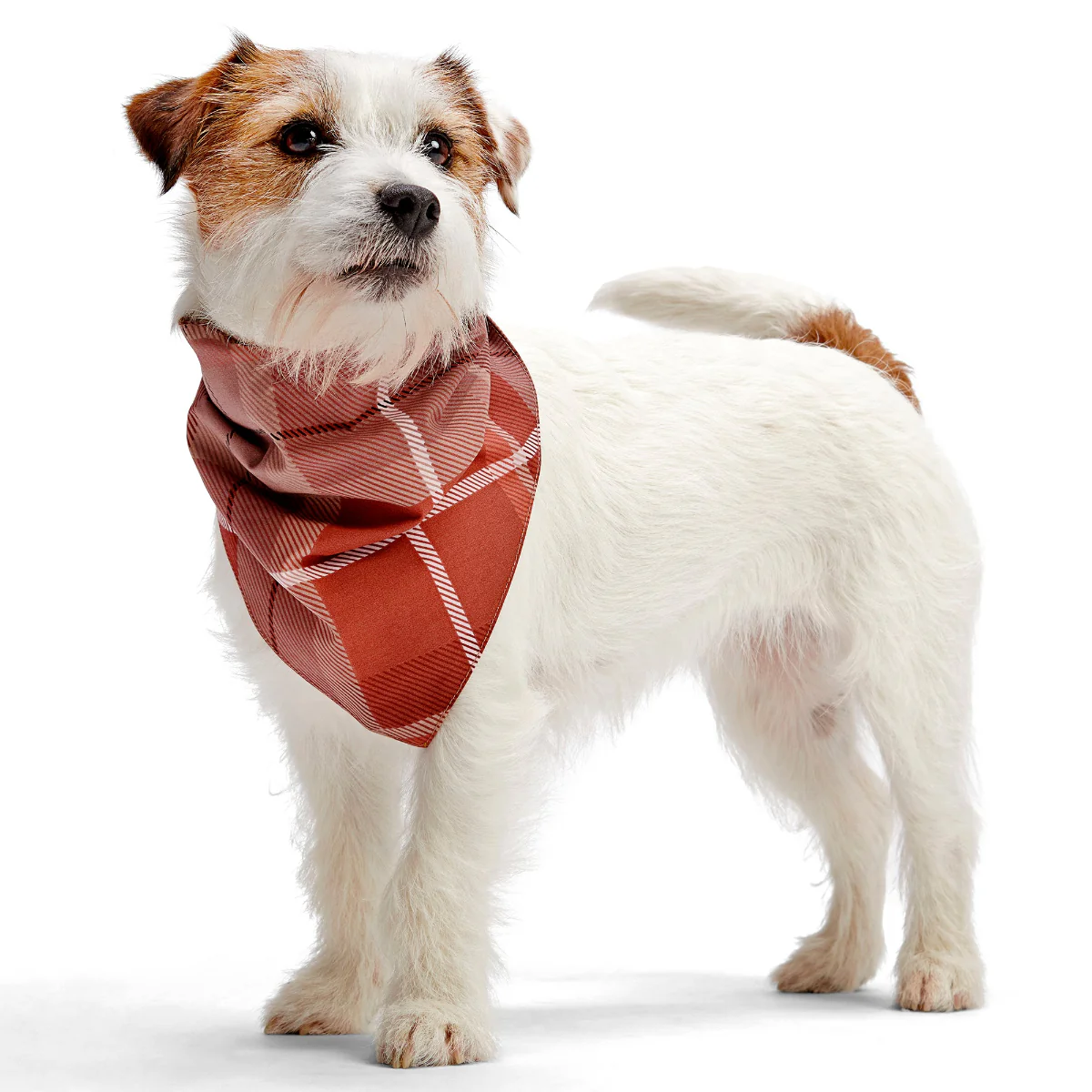 Fall Reversible Dog Bandana - Image 5