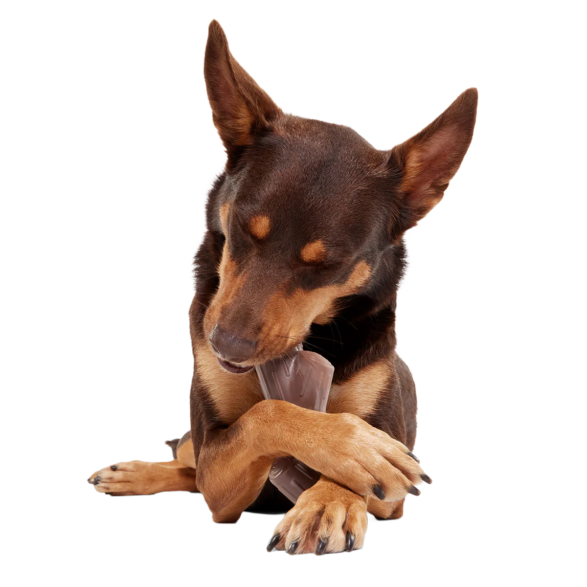 Fall Fetch Stick Super Chewer Durable Gnaw Dog Toy - Image 2