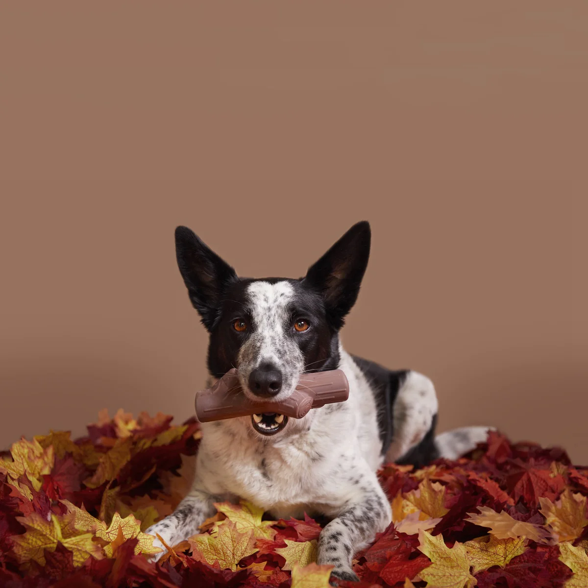 Fall Fetch Stick Super Chewer Durable Gnaw Dog Toy - Image 4