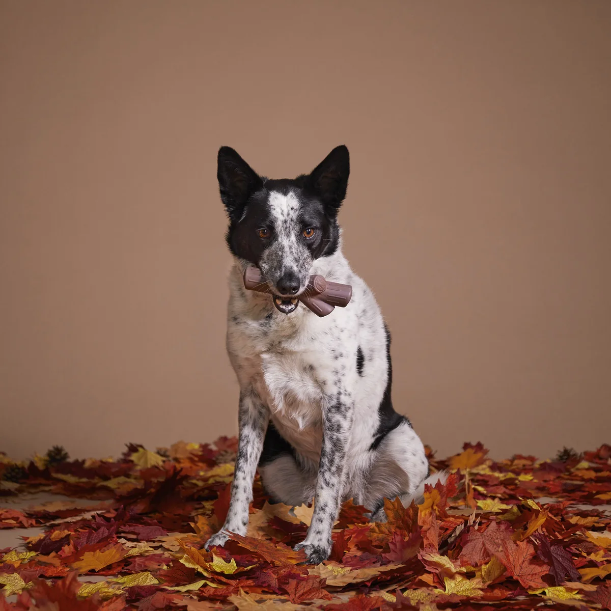 Fall Fetch Stick Super Chewer Durable Gnaw Dog Toy - Image 5