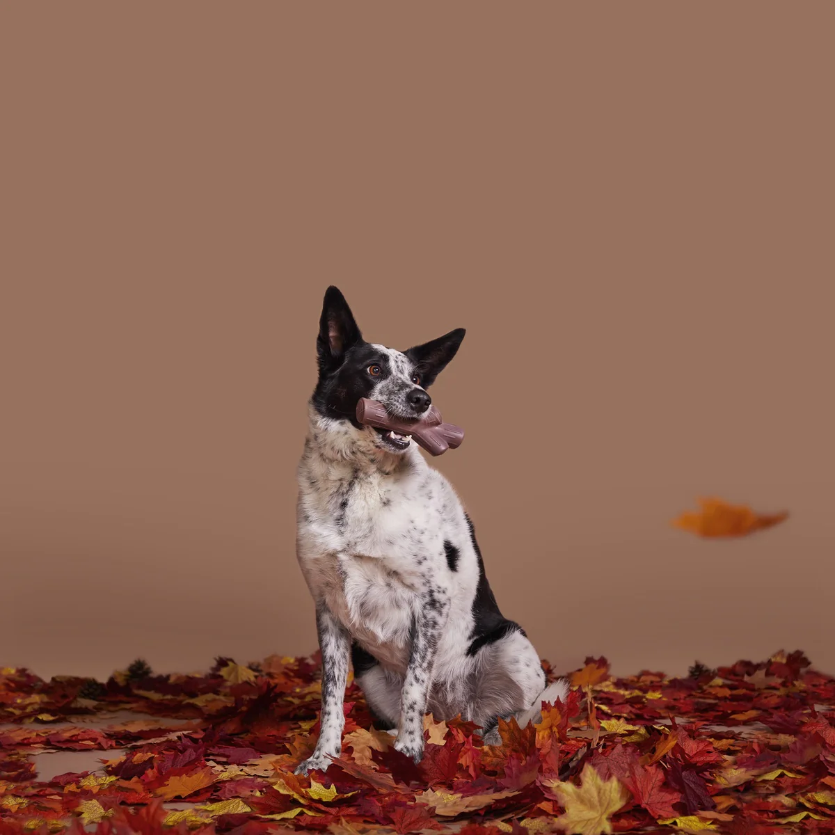 Fall Fetch Stick Super Chewer Durable Gnaw Dog Toy - Image 6
