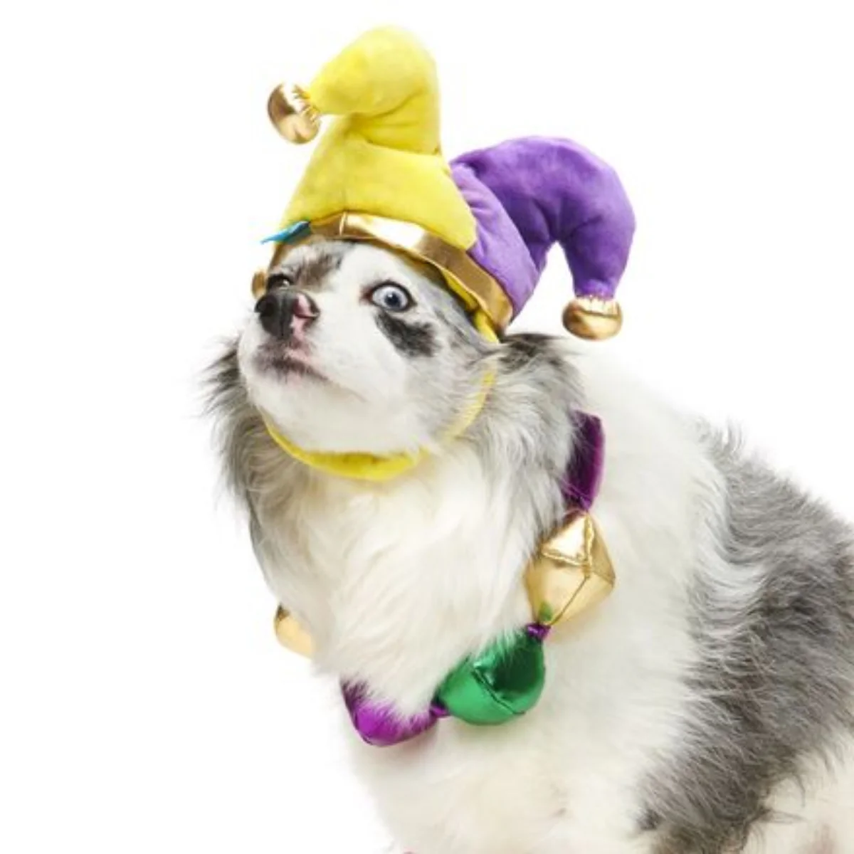 Fat Chewsday Hat Plush Wearable Tug Dog Toy - Image 3