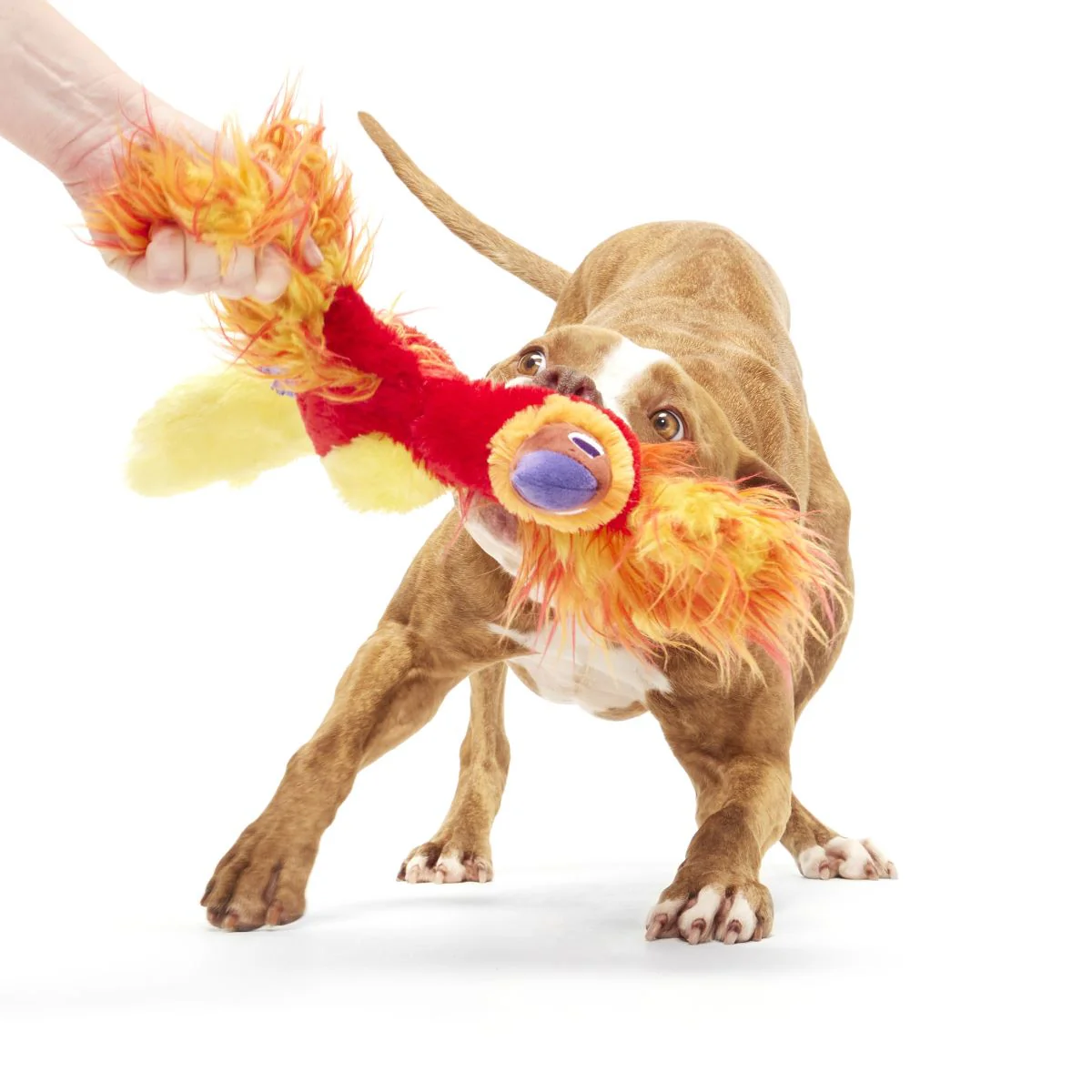 Fawkes™ Plush Tug Dog Toy - Image 3