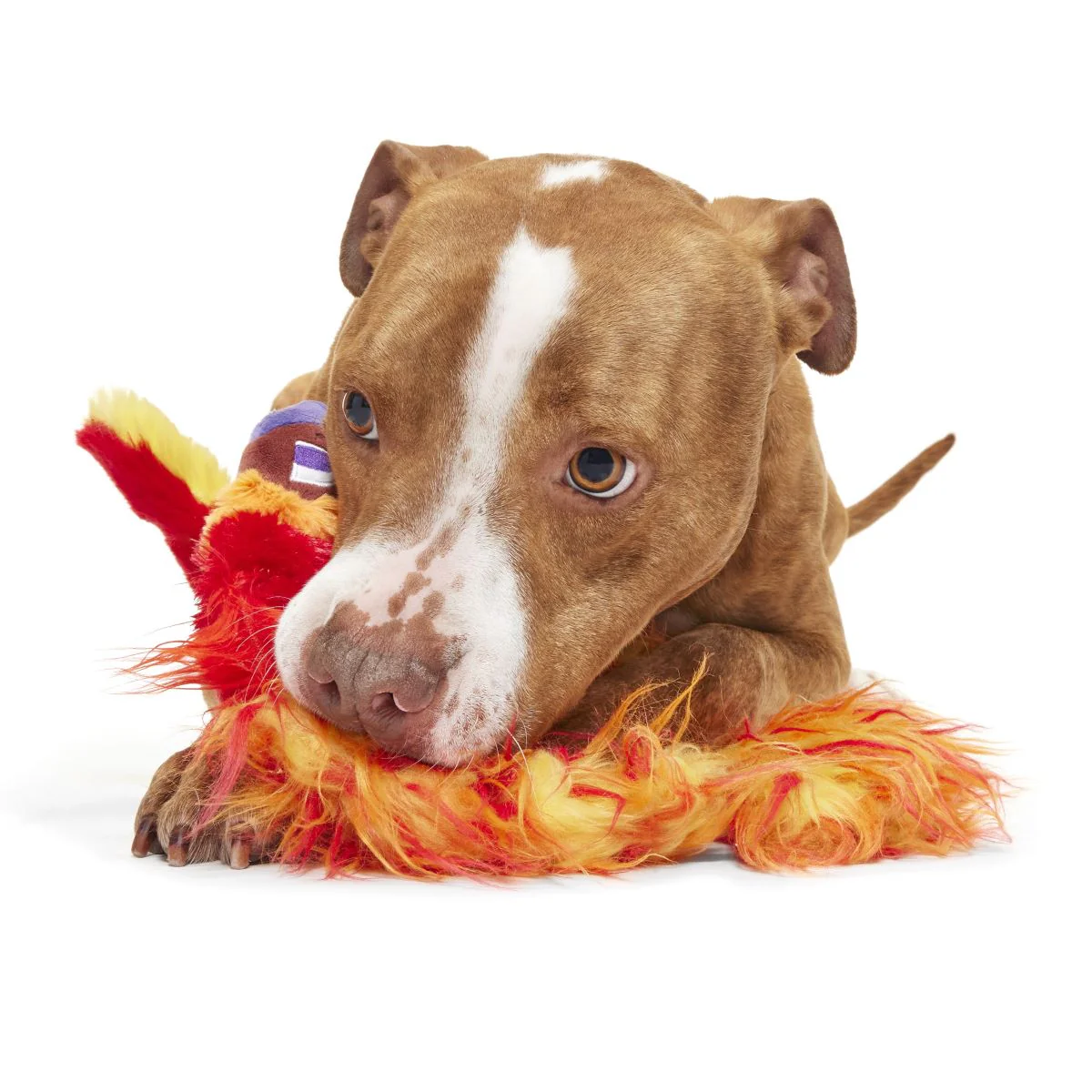 Fawkes™ Plush Tug Dog Toy - Image 4