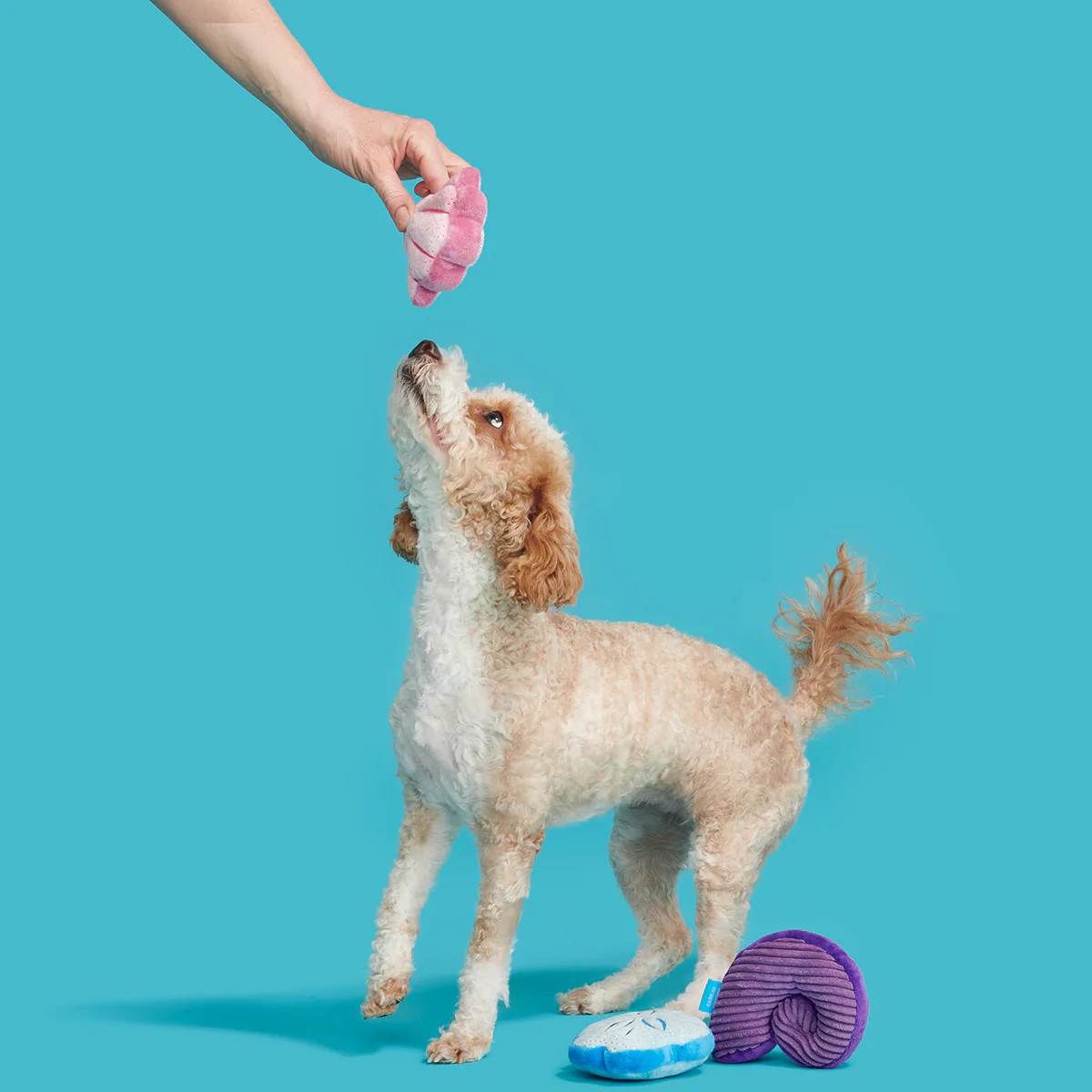 Fetchin' Squeakshells Plush Multi-Part Dog Toy - Image 8
