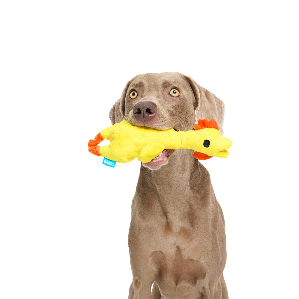 Fozziwig’s Rubber Chicken Plush Tug Dog Toy - Image 2