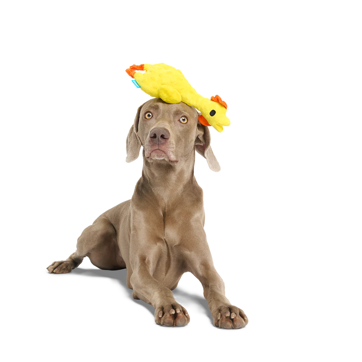Fozziwig’s Rubber Chicken Plush Tug Dog Toy - Image 4