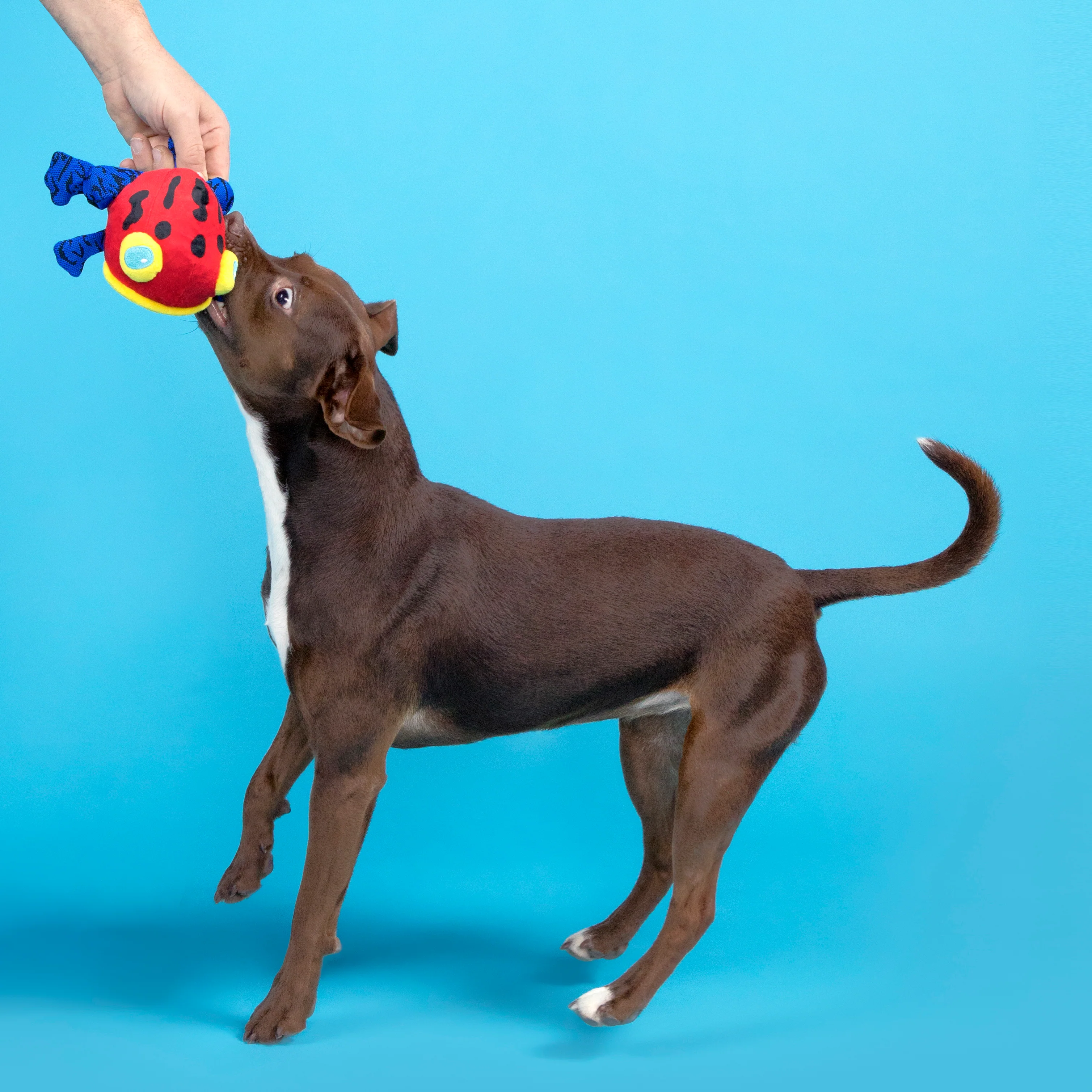 Freckles the Frog Plush 2-in-1 Rip and Reveal Dog Toy - Image 2