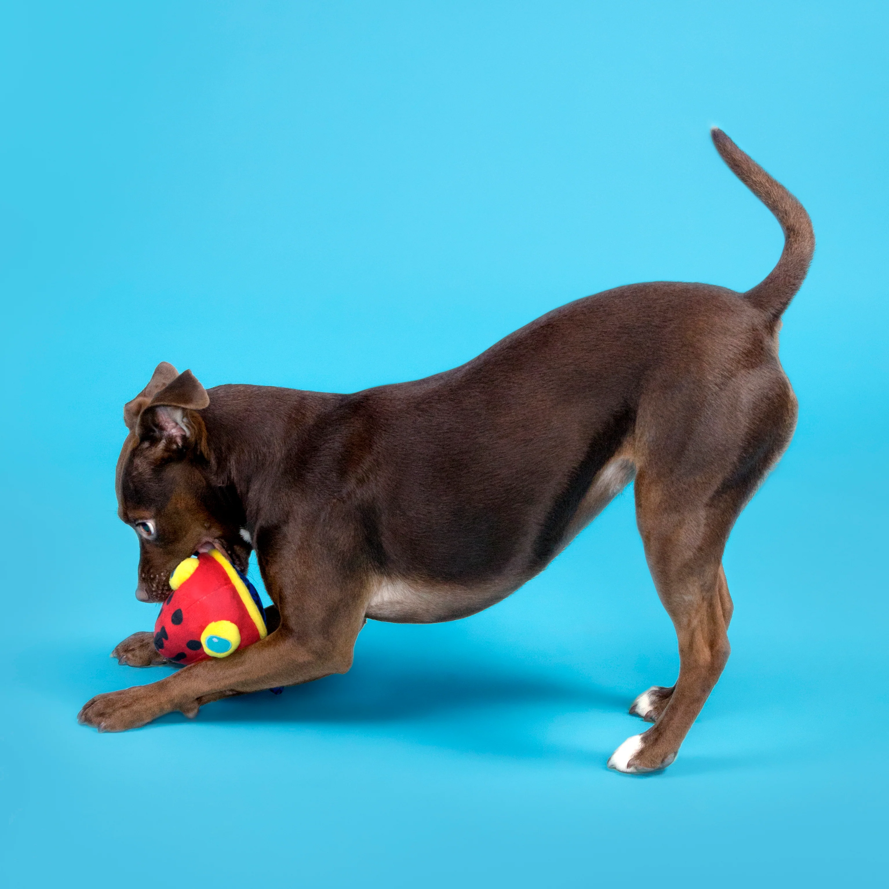 Freckles the Frog Plush 2-in-1 Rip and Reveal Dog Toy - Image 3