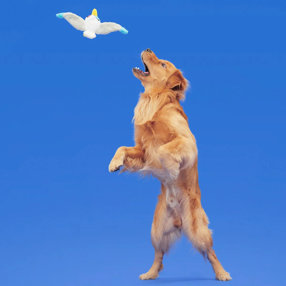 Free Gull Plush Tug Dog Toy - Image 3