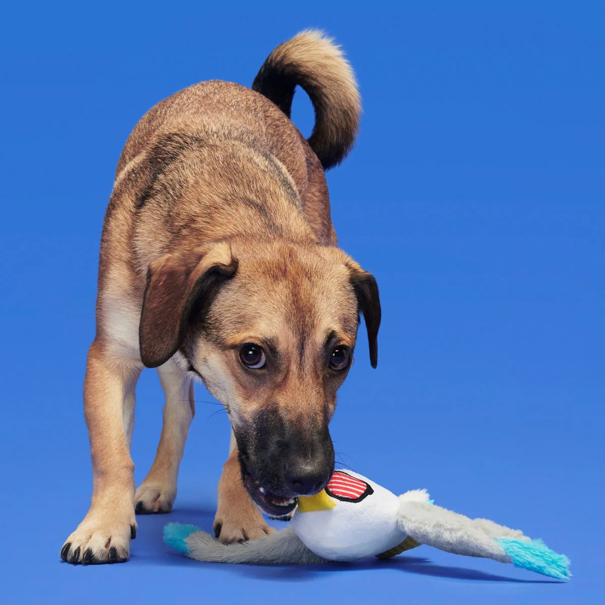 Free Gull Plush Tug Dog Toy - Image 4