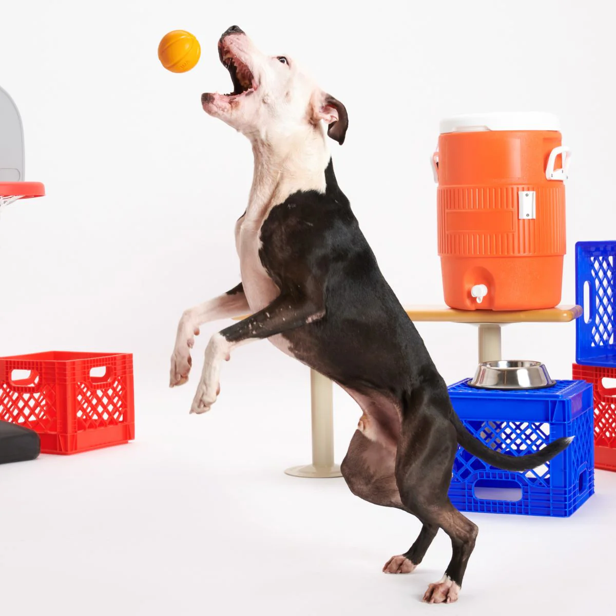 Free Throw Basketball Durable Super Chewer Fetch Dog Toy - Image 3