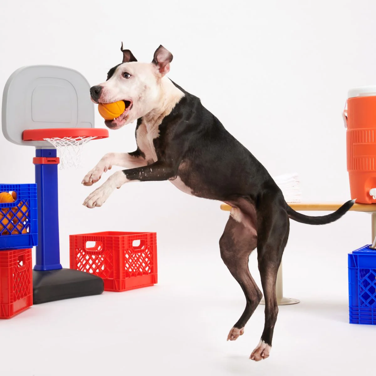 Free Throw Basketball Durable Super Chewer Fetch Dog Toy - Image 4