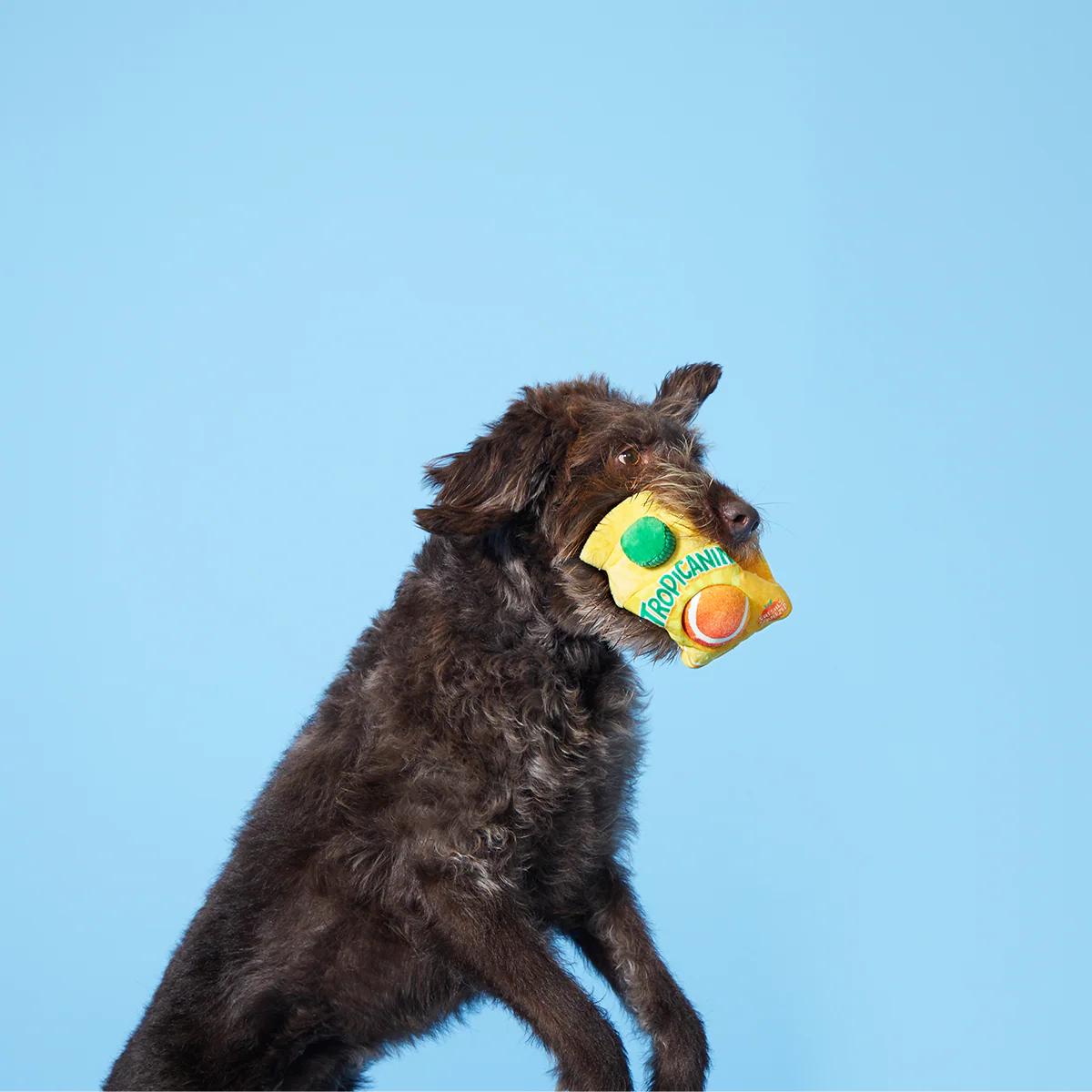 Fresh Squeaked OJ Plush Multi-Part Enrichment + Fetch Dog Toy - Image 3