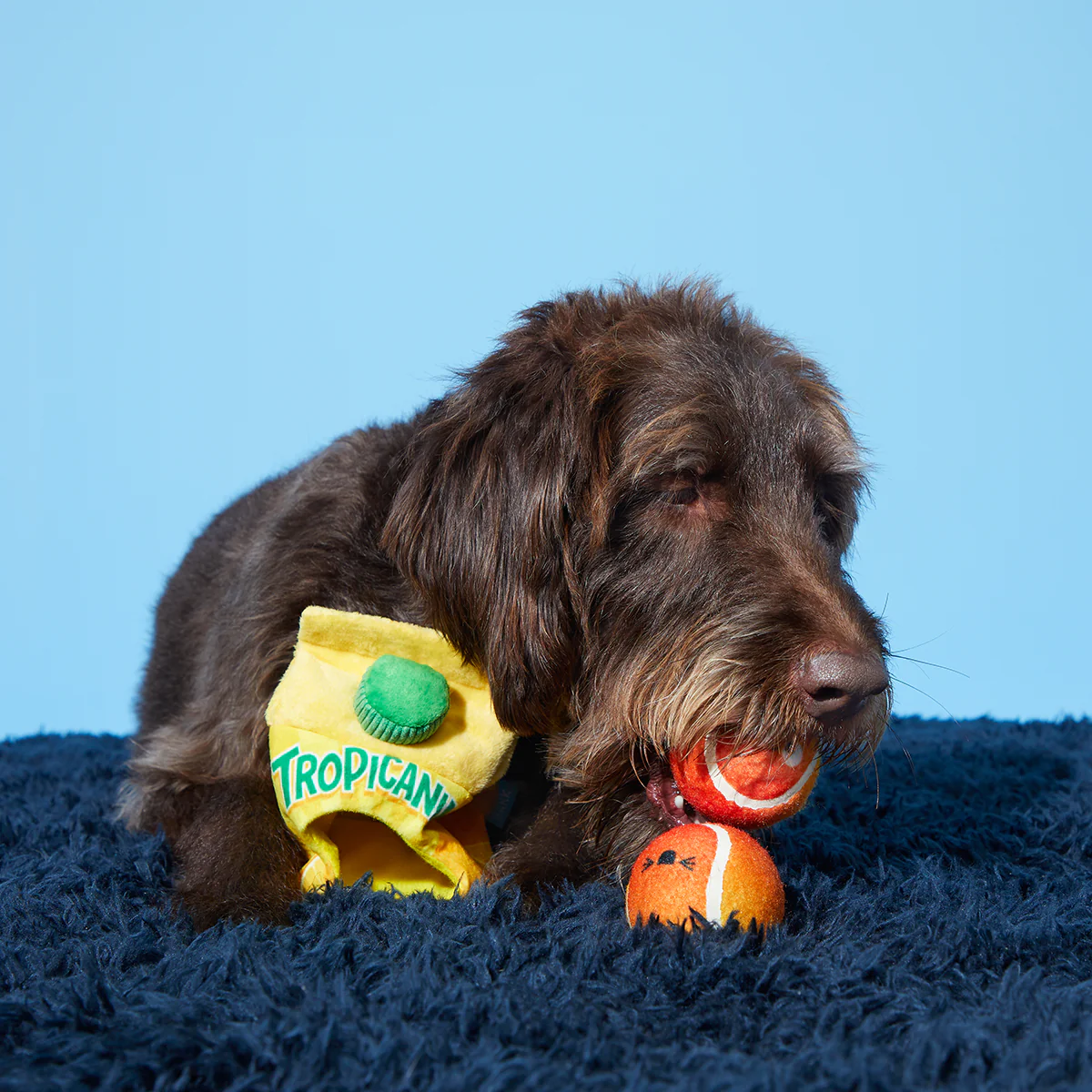 Fresh Squeaked OJ Plush Multi-Part Enrichment + Fetch Dog Toy - Image 4