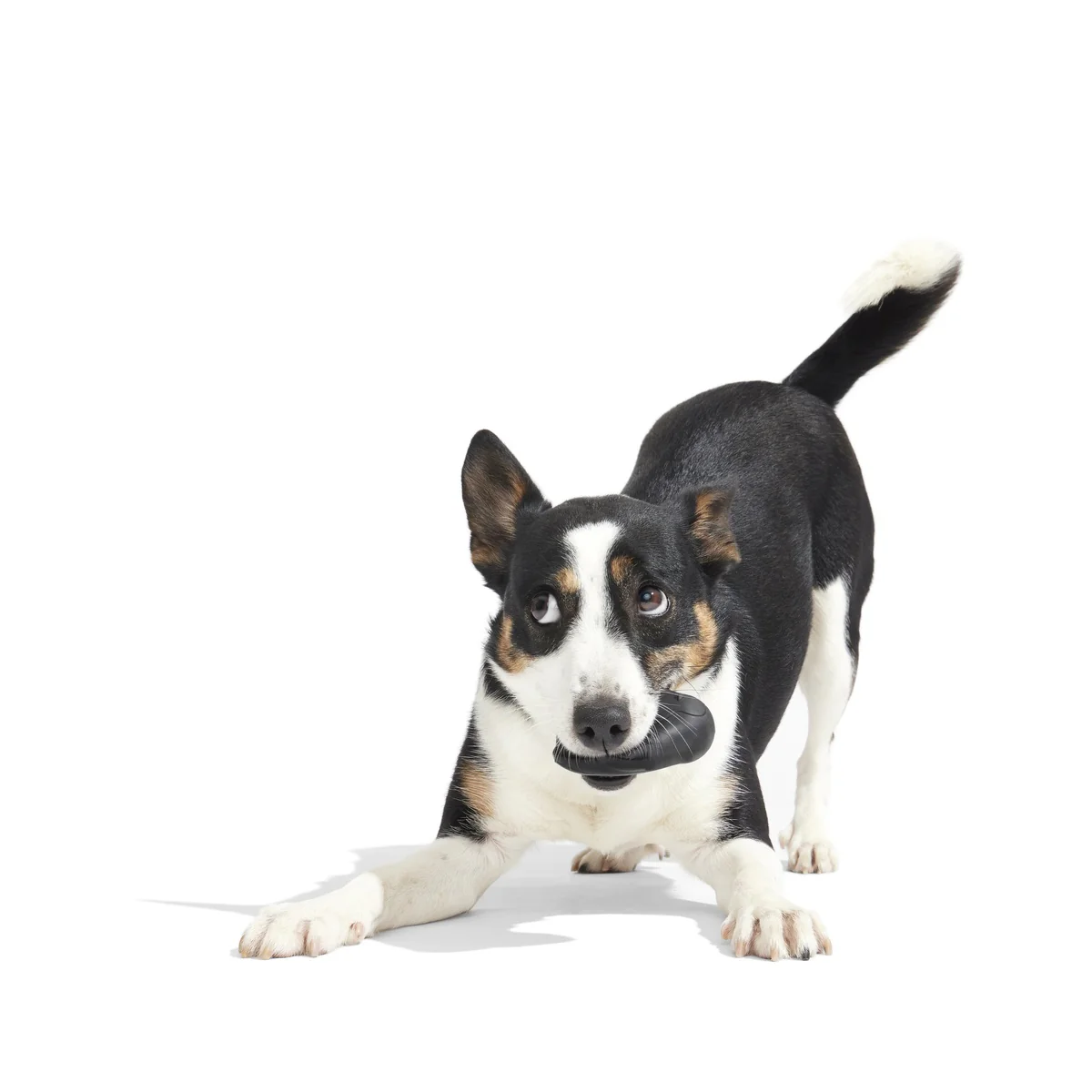 Friendguin Super Chewer Durable 2-in-1  Dog Toy - Image 10