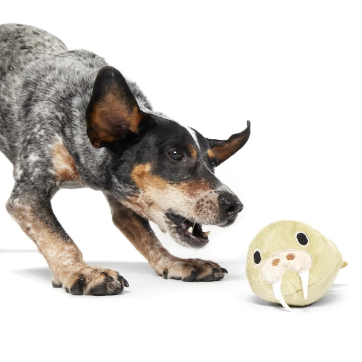 Full Belly Wally Super Chewer Durable 2-in-1 Dog Toy - Image 4