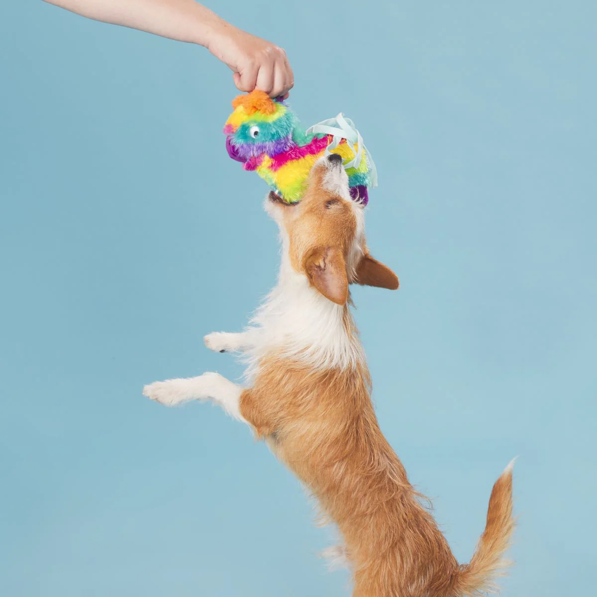 Full o' Fluff Pinata Plush Tug Dog Toy - Image 2