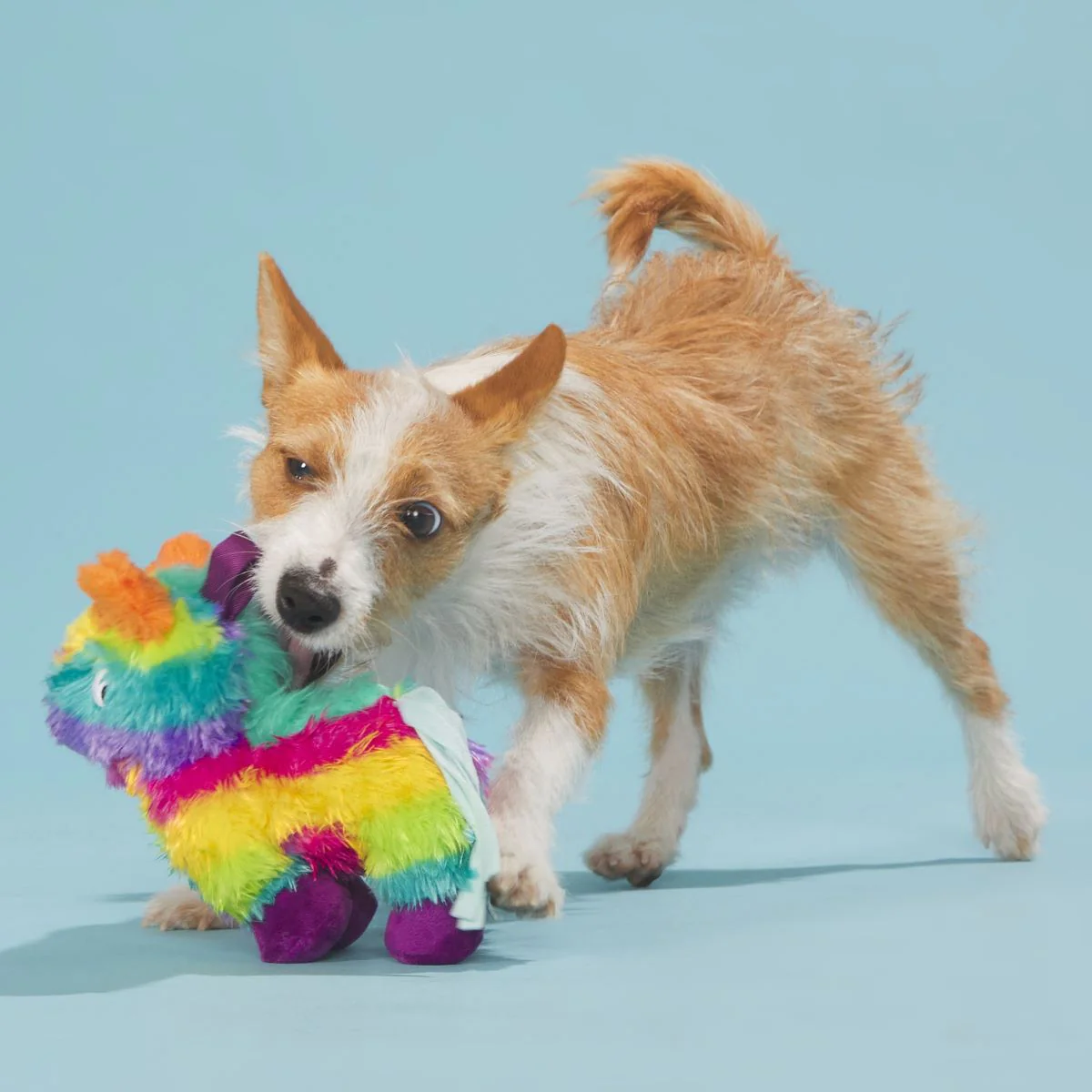 Full o' Fluff Pinata Plush Tug Dog Toy - Image 3