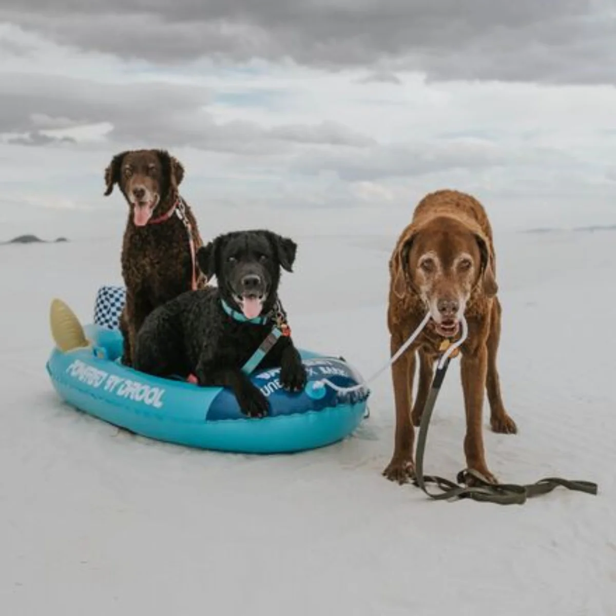 Funboy x BARK Sled - Image 5