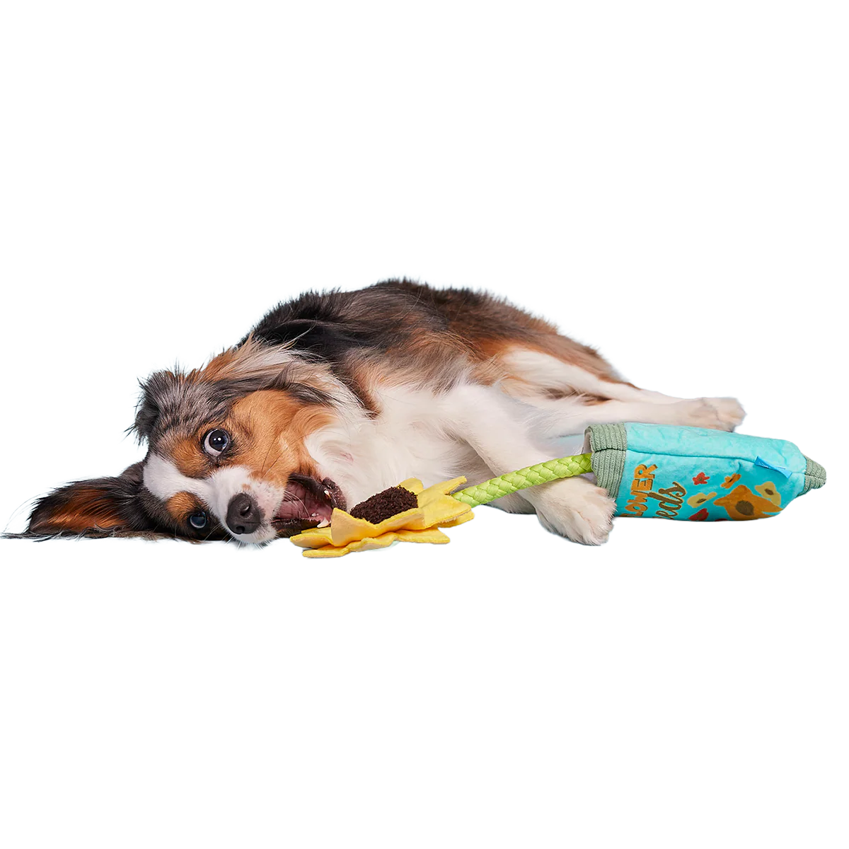 Funflower Seeds Plush Tug Dog Toy - Image 3