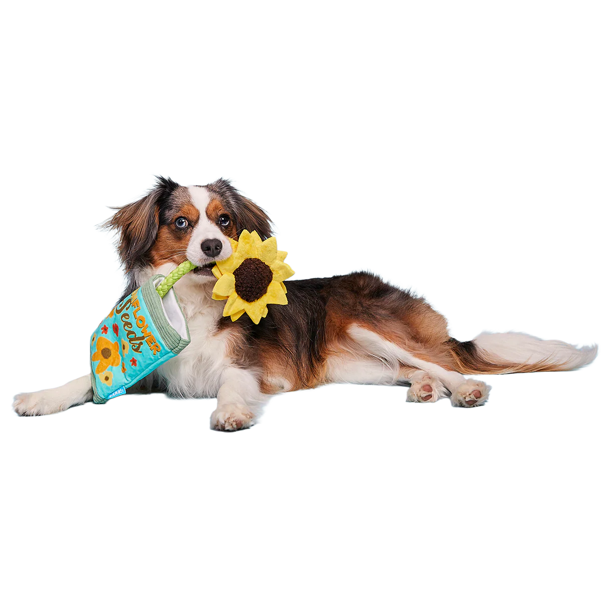 Funflower Seeds Plush Tug Dog Toy - Image 4