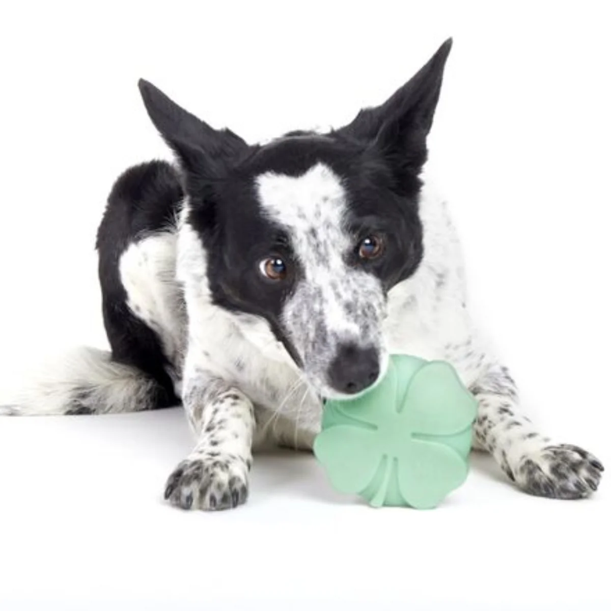 Fur Leaf Clover Durable Super Chewer Gnaw Dog Toy - Image 3