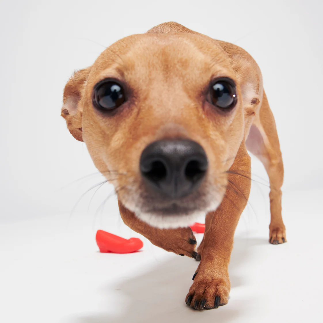 Furiends of Dorothy Multi-Part + Gnaw Dog Toy - Image 4