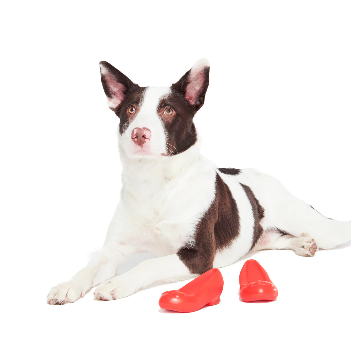 Furiends of Dorothy Multi-Part + Gnaw Dog Toy - Image 5