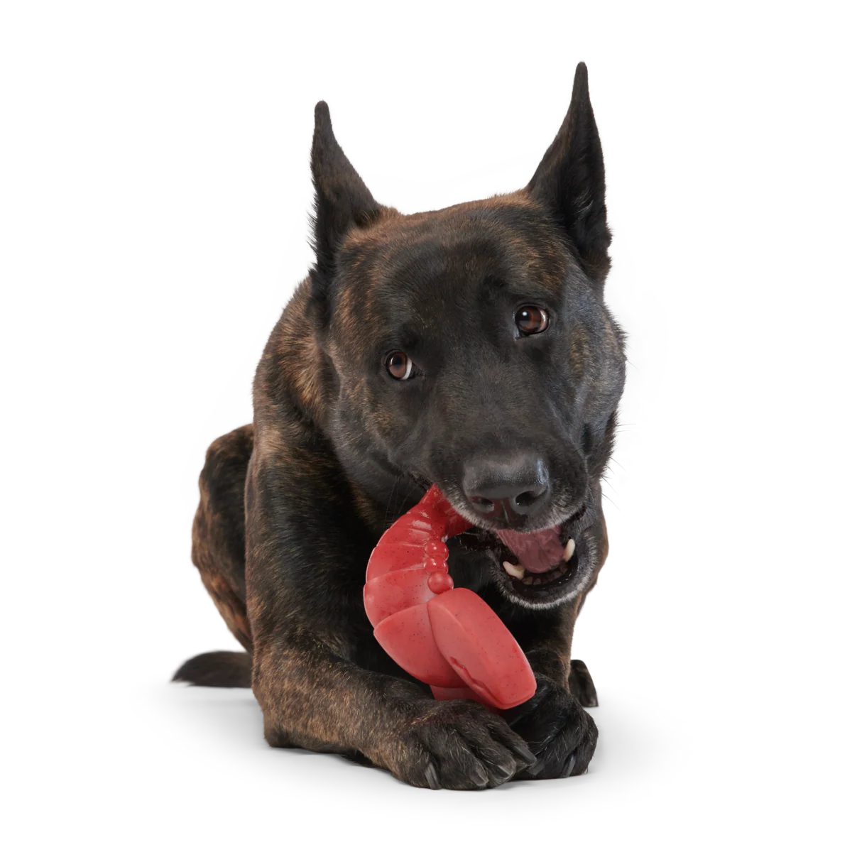 Gnawfish Super Chewer Durable Gnaw Dog Toy - Image 2