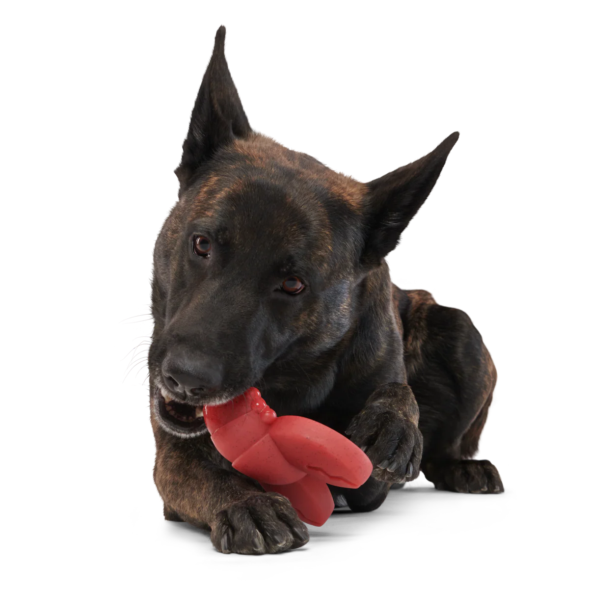 Gnawfish Super Chewer Durable Gnaw Dog Toy - Image 4
