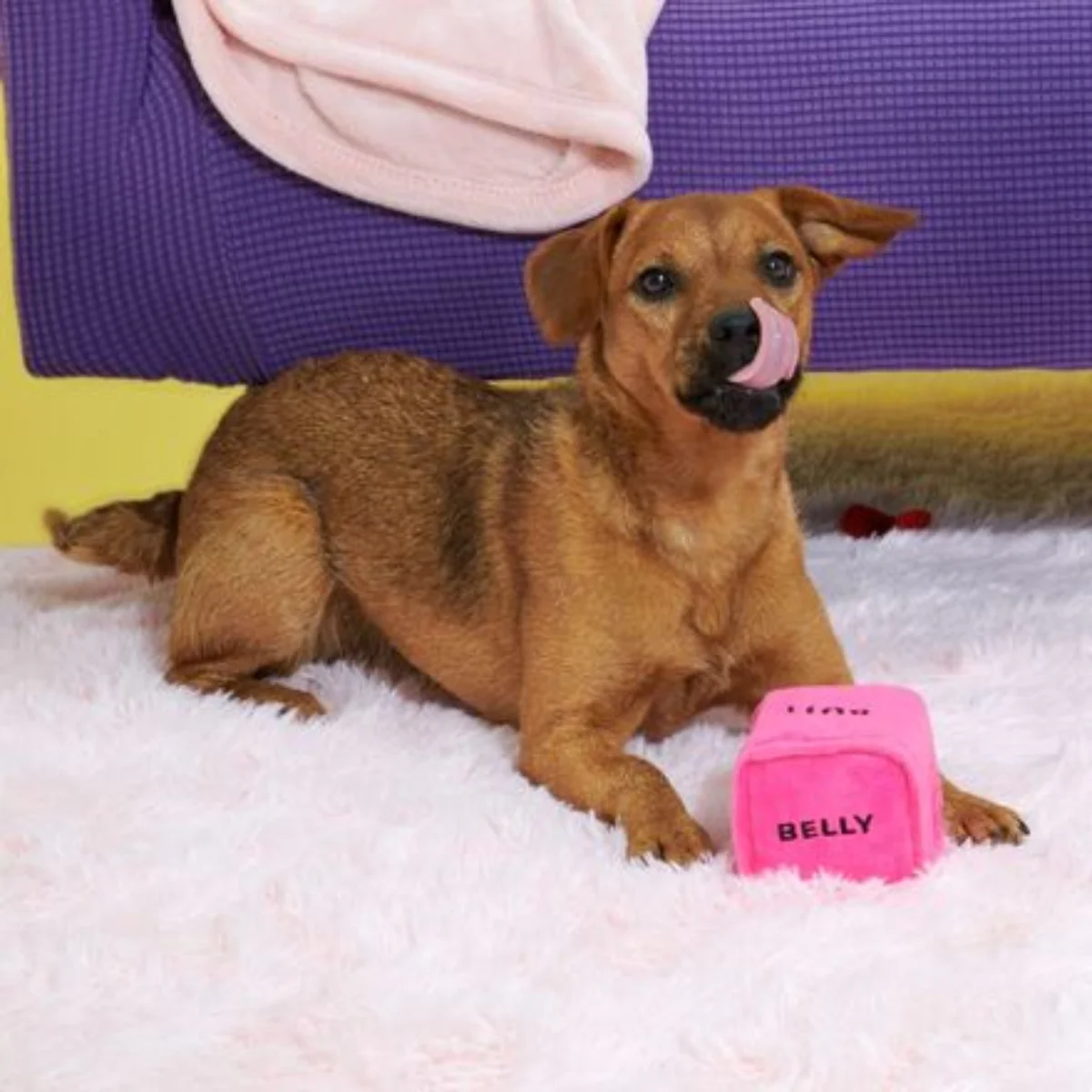 Gnawty Dog Dice Plush Multi-Part Dog Toy - Image 3